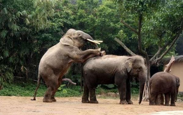 公象求爱母象,母象害羞转身就走,公象为繁衍后代什么也不在乎了