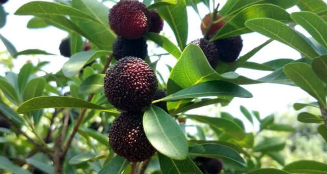 云南富民杨梅云南昆明的富民杨梅是我国有名的地标保护产品之一,每年