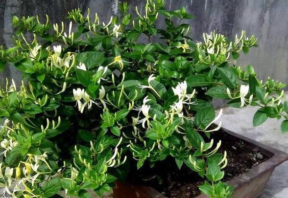 盆栽植物金银花,阳台露养注意4点,让家人年年喝上新鲜花茶