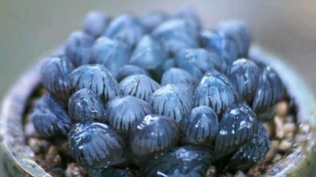 冰灯玉露不易群生除了分株还有哪些繁殖方式