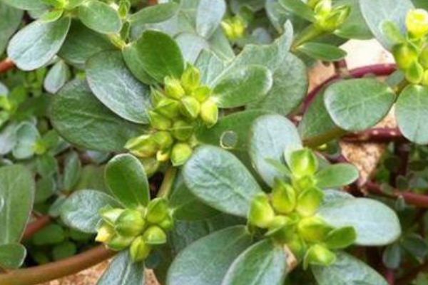 马齿苋|黑发|白发_新浪新闻