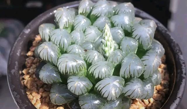 冰灯玉露不易群生除了分株还有哪些繁殖方式