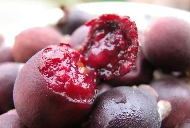 童年时垂手可得的"野果子",现在有些竟都记不起名字了