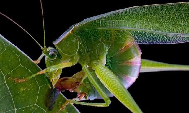 柑橘|叶缘|螽_新浪新闻