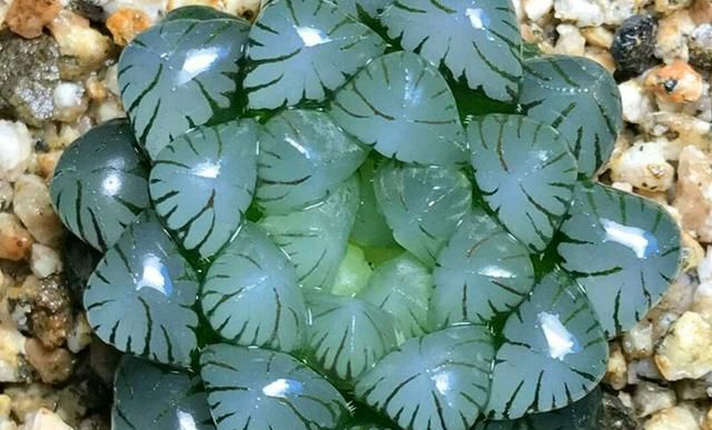 冰灯玉露不易群生除了分株还有哪些繁殖方式