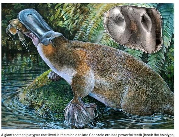 鸭嘴兽正面照曝光不可爱不要钱扁嘴放到其他动物身上也好萌