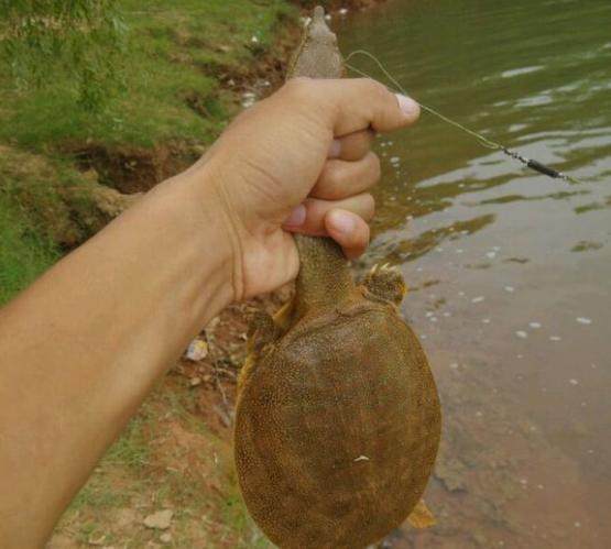 男子在河里野钓鲫鱼不巧上钩的是一只野生甲鱼让他取舍两难