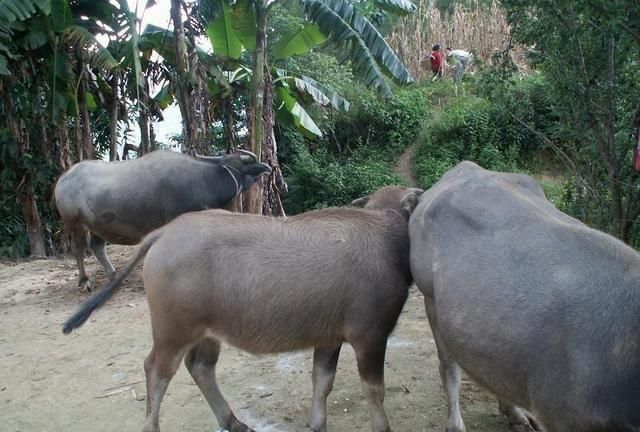 水牛的饲养方法是什么 什么比较好!
