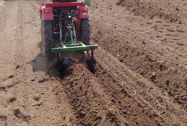 玉米高产,和起垄有关系吗?怎样才能做到玉米苗长势大小均匀?