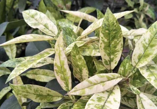 柑橘|叶缘|螽_新浪新闻