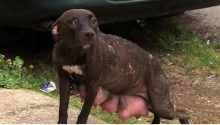 大狗胸部肿胀表情凝重,拦住网友不让走,知道真相后心酸不已