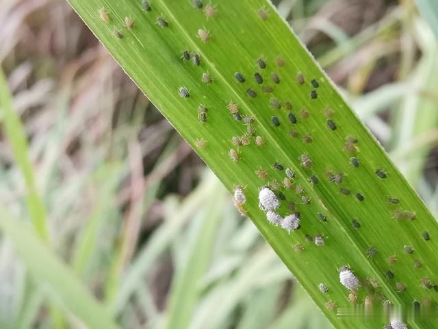 兰花介壳虫怎么处理?兰友:密集恐怖症的不敢看