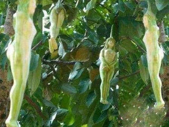 奇特的泰国女人果跟女人身体一模一样请别再交智商税了