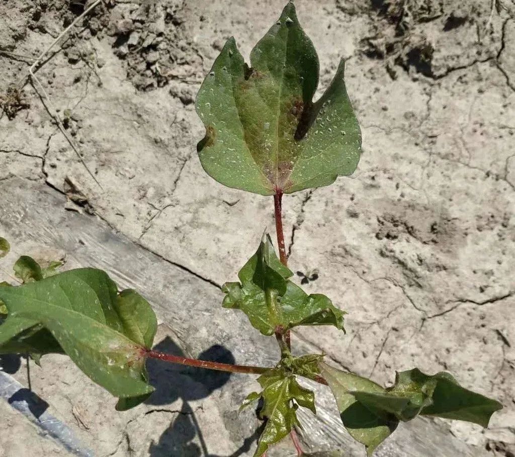 2020年5月下旬八师石河子市农业病虫害发生动态及植保工作建议|棉花