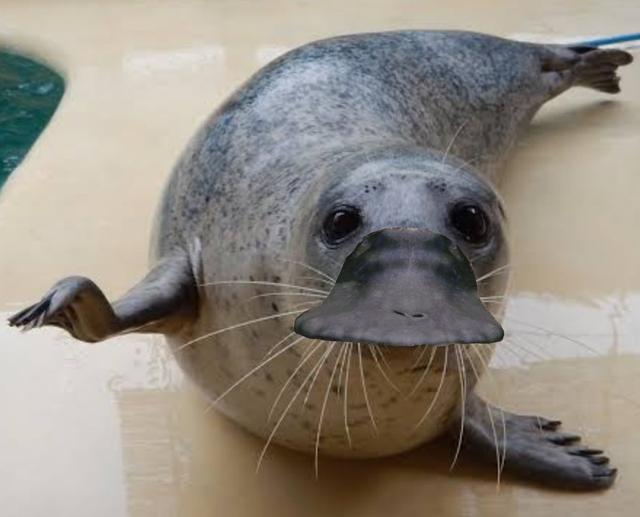 鸭嘴兽正面照曝光,不可爱不要钱,扁嘴放到其他动物身上也好萌