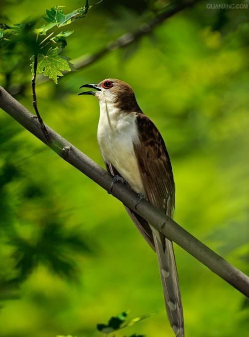 郊外的家:布谷鸟开始歌唱