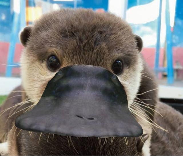 鸭嘴兽正面照曝光,不可爱不要钱,扁嘴放到其他动物身上也好萌