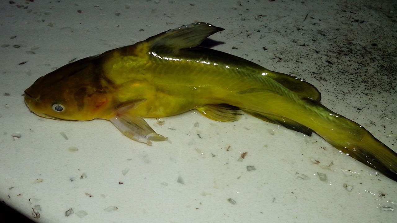 夜钓黄辣丁为何总比白天多想了解原因的看过来