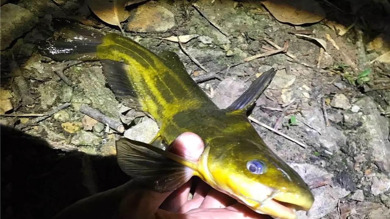 夜钓黄辣丁为何总比白天多想了解原因的看过来