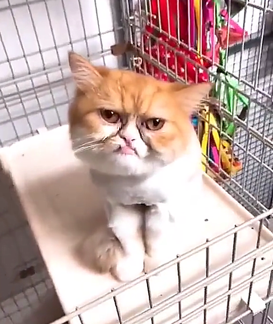 猫咪能有多丑呢看到这只满脸表情包的加菲猫我是真服了