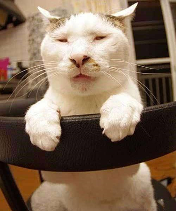 猫咪能有多丑呢看到这只满脸表情包的加菲猫我是真服了