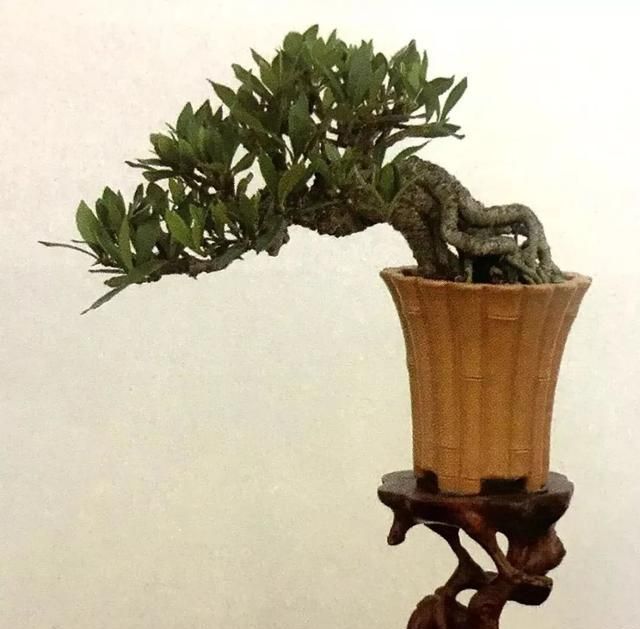 普普通通的栀子花桩材也能制作盆景观花闻香又赏景