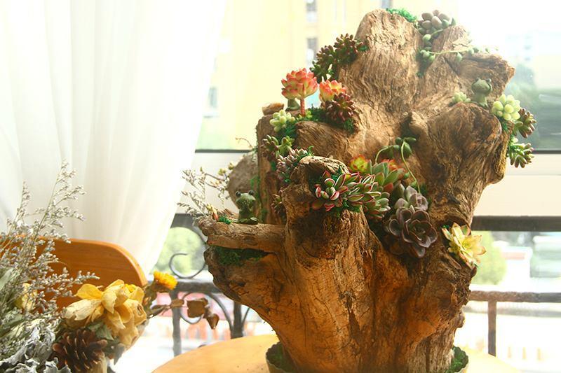 山上捡的大树桩,拿回家成阳台一景,养花效果杠杠的!