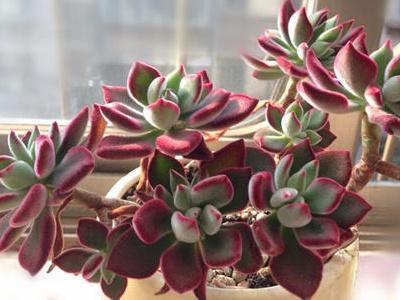 红兔耳多肉植物怎么养