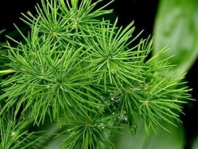 蓬莱松叶子发黄怎么办(蓬莱松叶子发黄怎么回事)