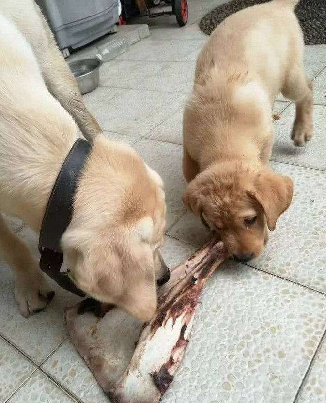 给两只狗狗牛骨头,狗狗竟然做出这举动,铲屎官看了深有感触