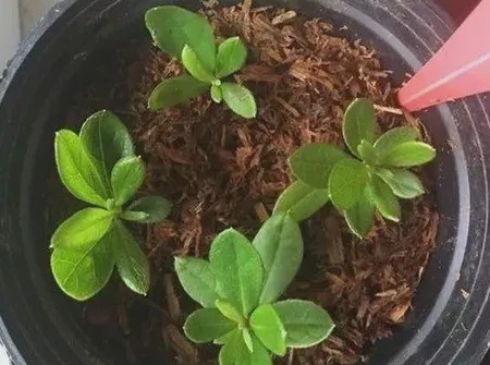 杜鹃花怎么繁殖常用扦插压条嫁接方式