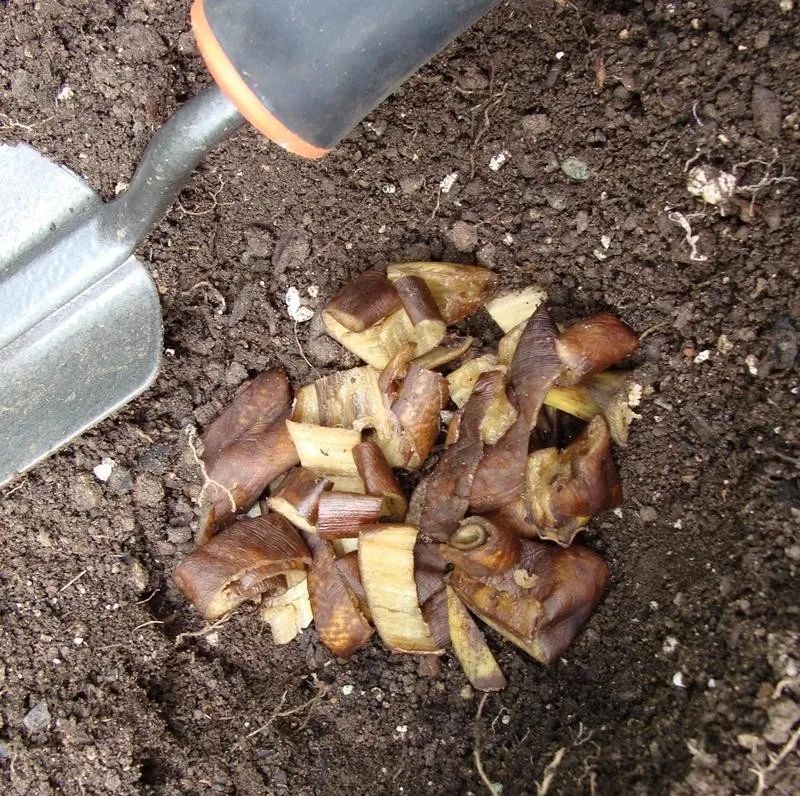 香蕉皮变成肥料和驱虫剂,这5种实用方法学一下