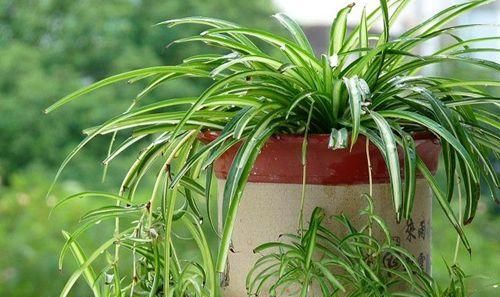 老花农养吊兰,只用1种水,长成绿瀑布,全年不施肥!