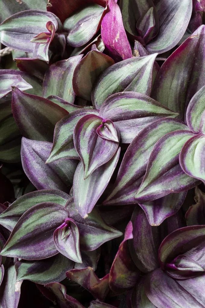 颜色多彩的吊竹梅,好看好养的新手植物,还有叶子带斑锦的品种