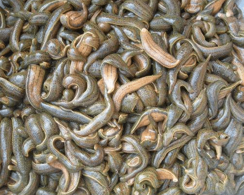 这种蚂蟥如果被误食在人体内能繁殖|蚂蟥|寄生|肚子_新浪新闻