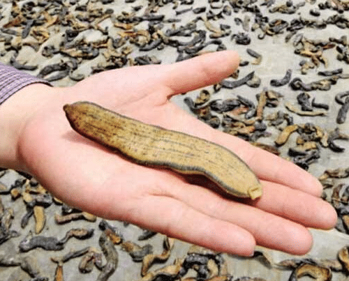 蚂蟥一种让人又爱又恨的生物这种蚂蟥如果被误食在人体内能繁殖