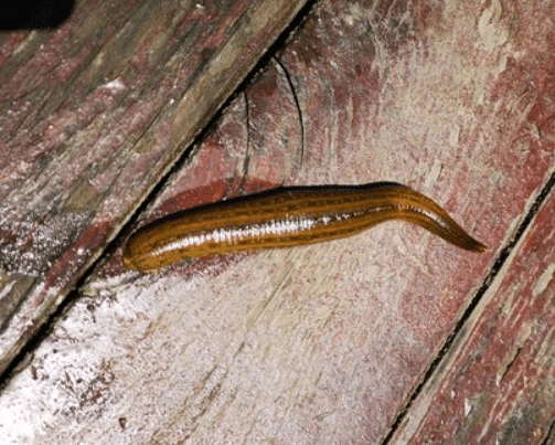 蚂蟥一种让人又爱又恨的生物这种蚂蟥如果被误食在人体内能繁殖