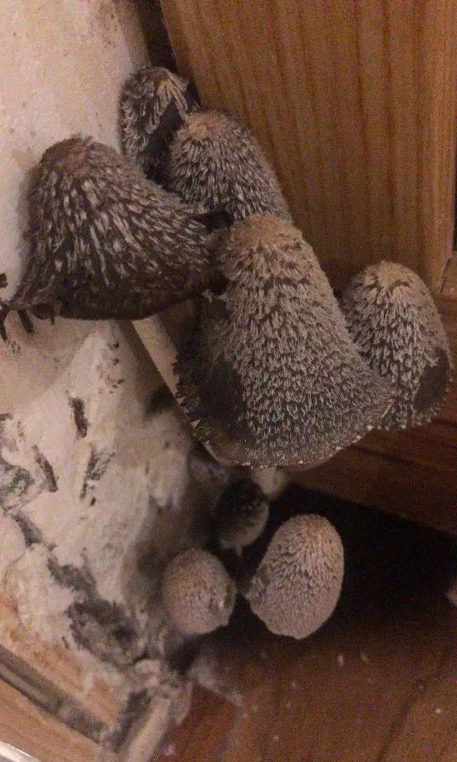 蘑菇|风水先生|不祥_新浪新闻