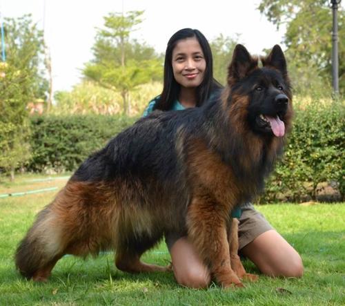 德牧犬被称为"完美男神",为什么养的人不多?原因有6个