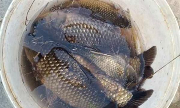 夏季草塘钓大鲫鱼要先钓浮再钓底别不信一钓一个准