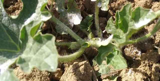 西瓜出现僵苗,找到原因,采取有效措施解决,瓜甜产量也高