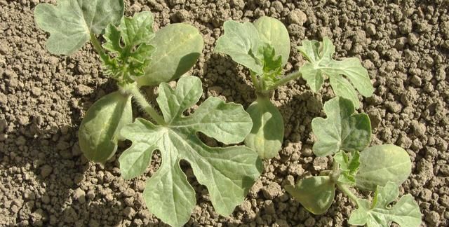 西瓜出现僵苗,找到原因,采取有效措施解决,瓜甜产量也高