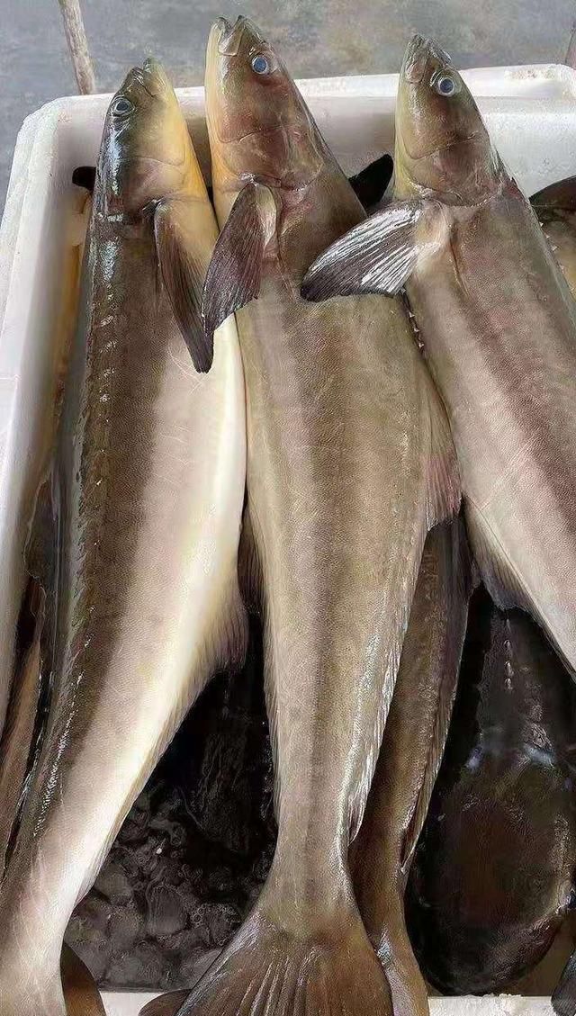 多,给孩子吃的鱼,我都是选择刺少的,今天给大家介绍一道清蒸海鲡鱼