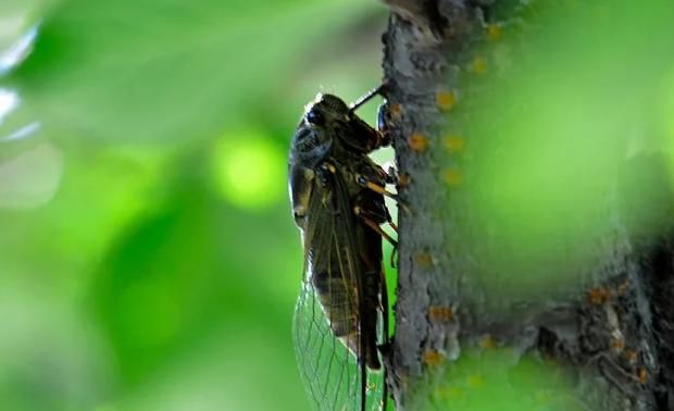 翟传海:知了声声叫夏天