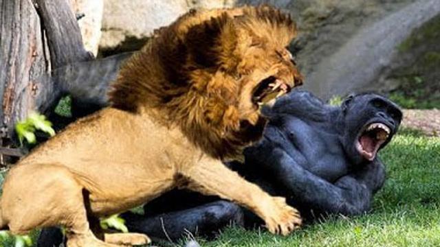 王者对决银背大猩猩遇到老虎结果会怎样
