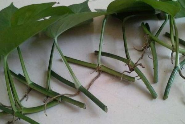 绿萝有一神奇部位,它的四个妙用,没想到还能这样长