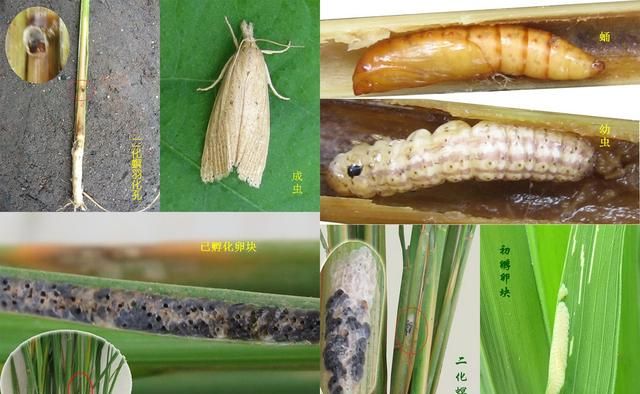 水稻轻简化栽培问题(二):二化螟抗性重,虫口夺粮需综合防治