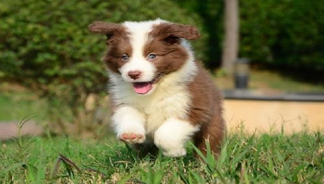 田园犬和宠物犬,养哪一个好?快来看看他们之间的区别