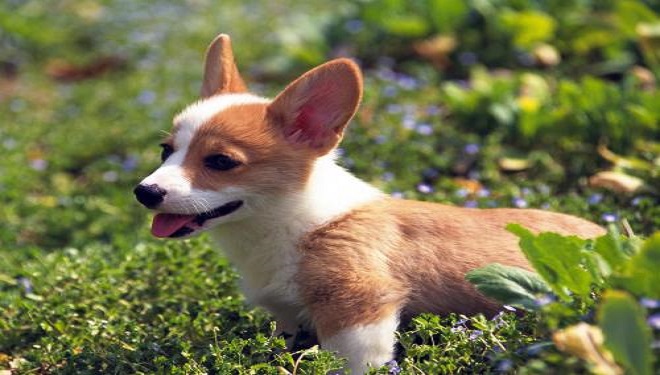 田园犬和宠物犬,养哪一个好?快来看看他们之间的区别