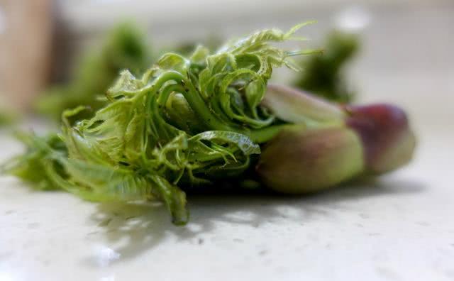 这树全身刺,营养不输人参,中国栽种少有人吃,出口日本成高档菜|刺老芽